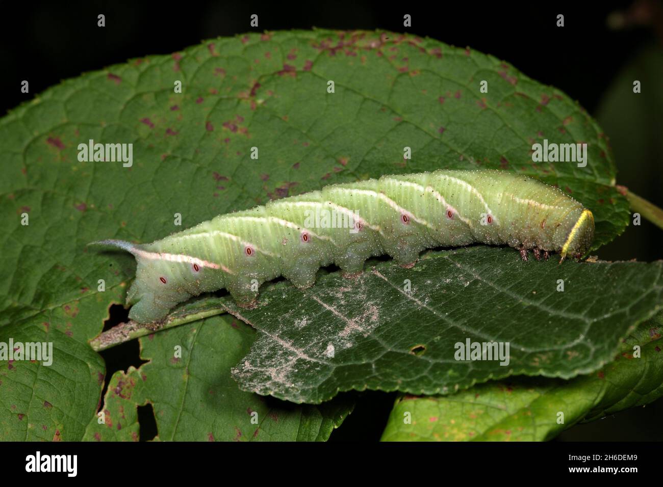 Eyed Hawk-Moth, Eyed Hawkmoth, Hawkmoth Hawk-Moth (Smerinthus ocellata, Smerinthus ocellatus), bruco che mangia una foglia, vista laterale , Germania Foto Stock