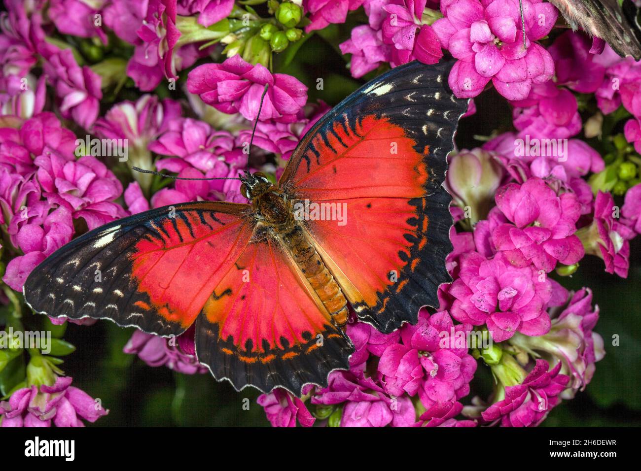 Allacciamento rosso (Cetosia biblis, Papilio biblis), si siede su un'infiorescenza Foto Stock