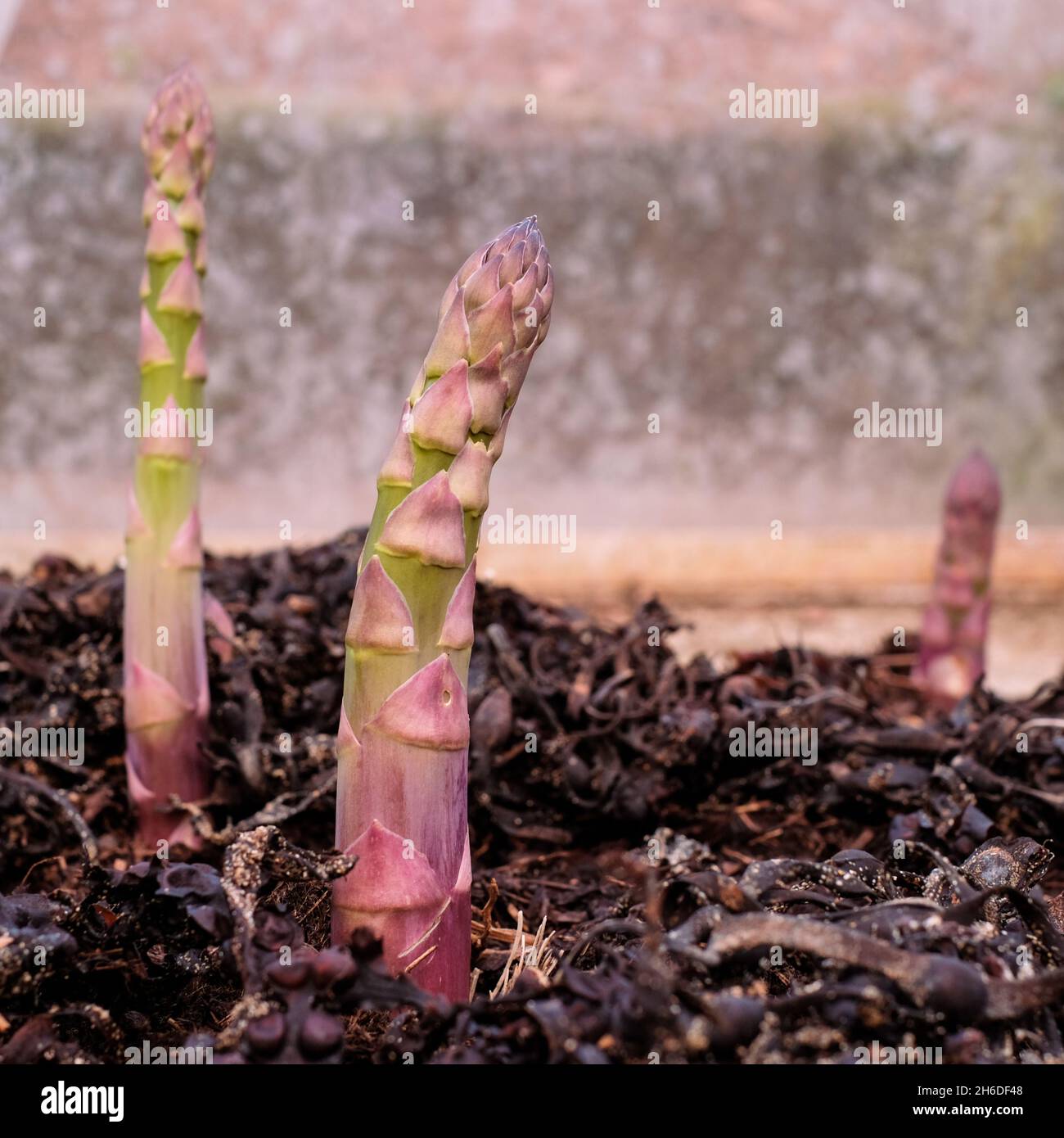 Cesoie di asparagi che emergono dal suolo Foto Stock