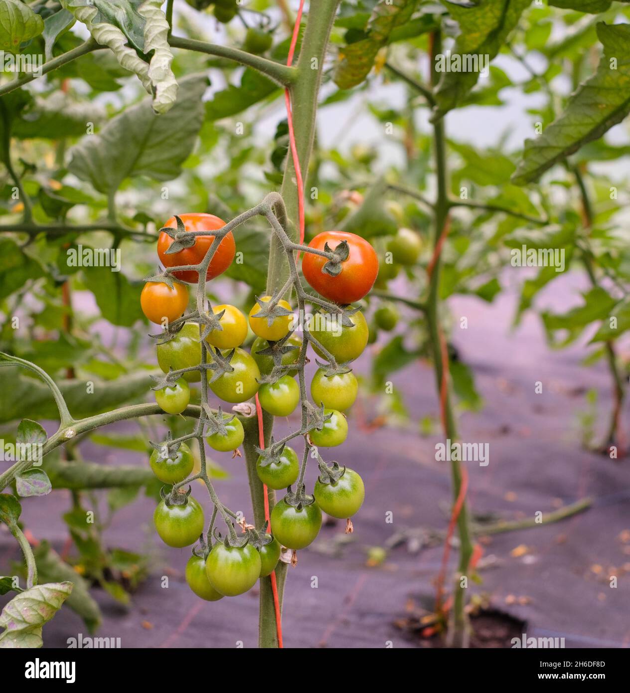 Pomodori ciliegini maturati dal verde al rosso Foto Stock