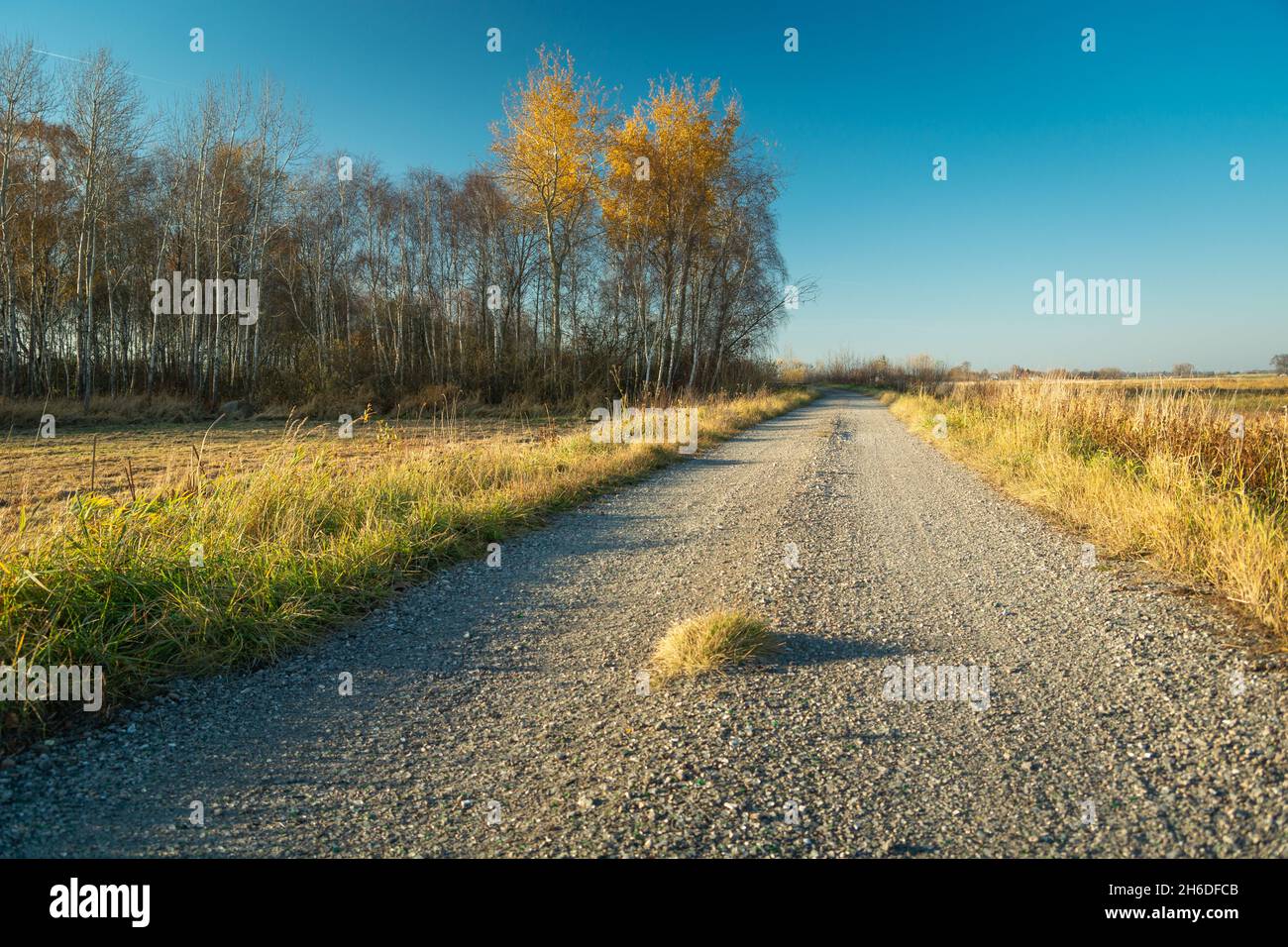 Strada di ghiaia dalla foresta d'autunno e cielo blu, giorno di ottobre Foto Stock