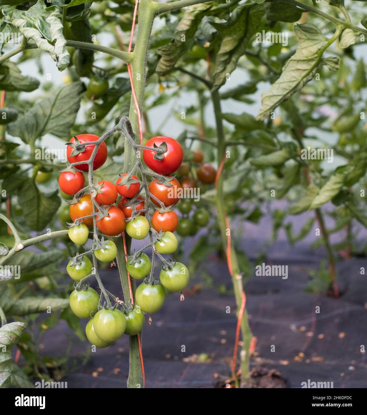 Pomodori ciliegini maturati dal verde al rosso Foto Stock