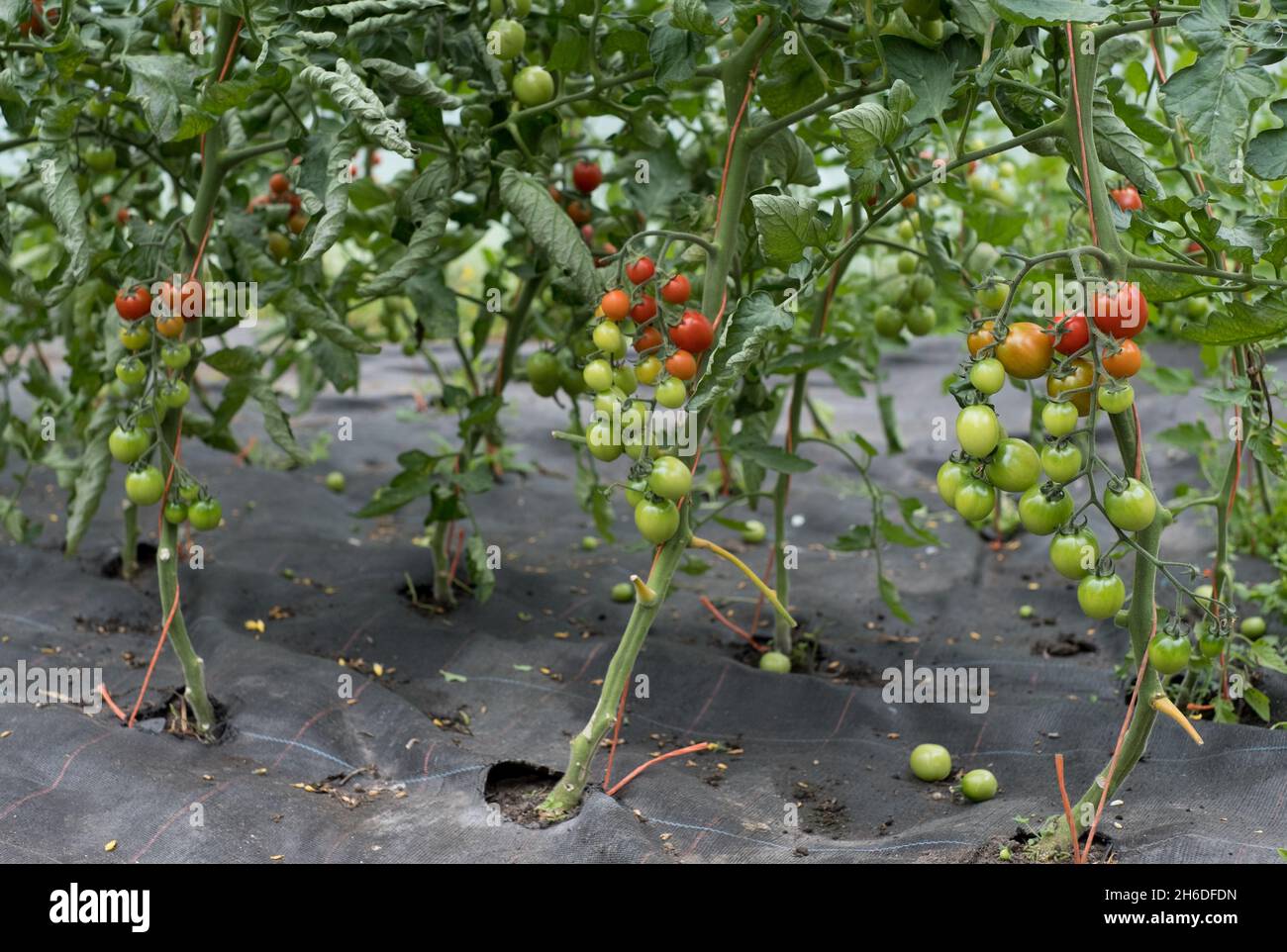 Pomodori ciliegini maturati dal verde al rosso Foto Stock