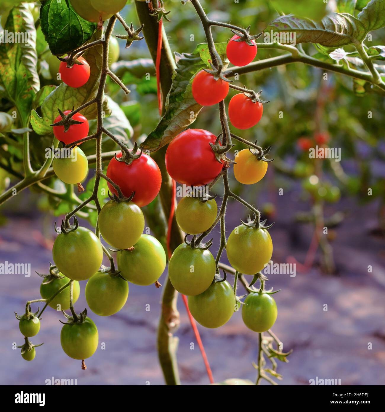Pomodori ciliegini maturati dal verde al rosso Foto Stock