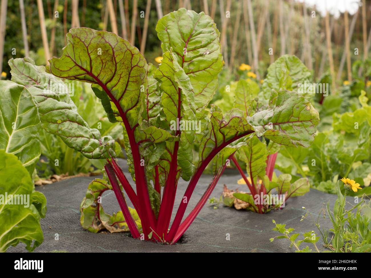 Arcobaleno Svizzero (Beta vulgaris subsp. Cicla var. Flavescens) Foto Stock