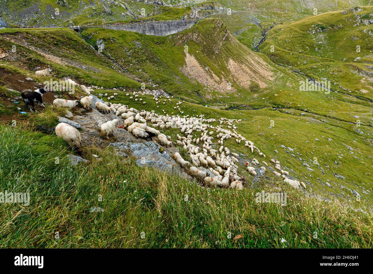 Un gregge di pecore al transaragasan nel carpazi di romania Foto Stock