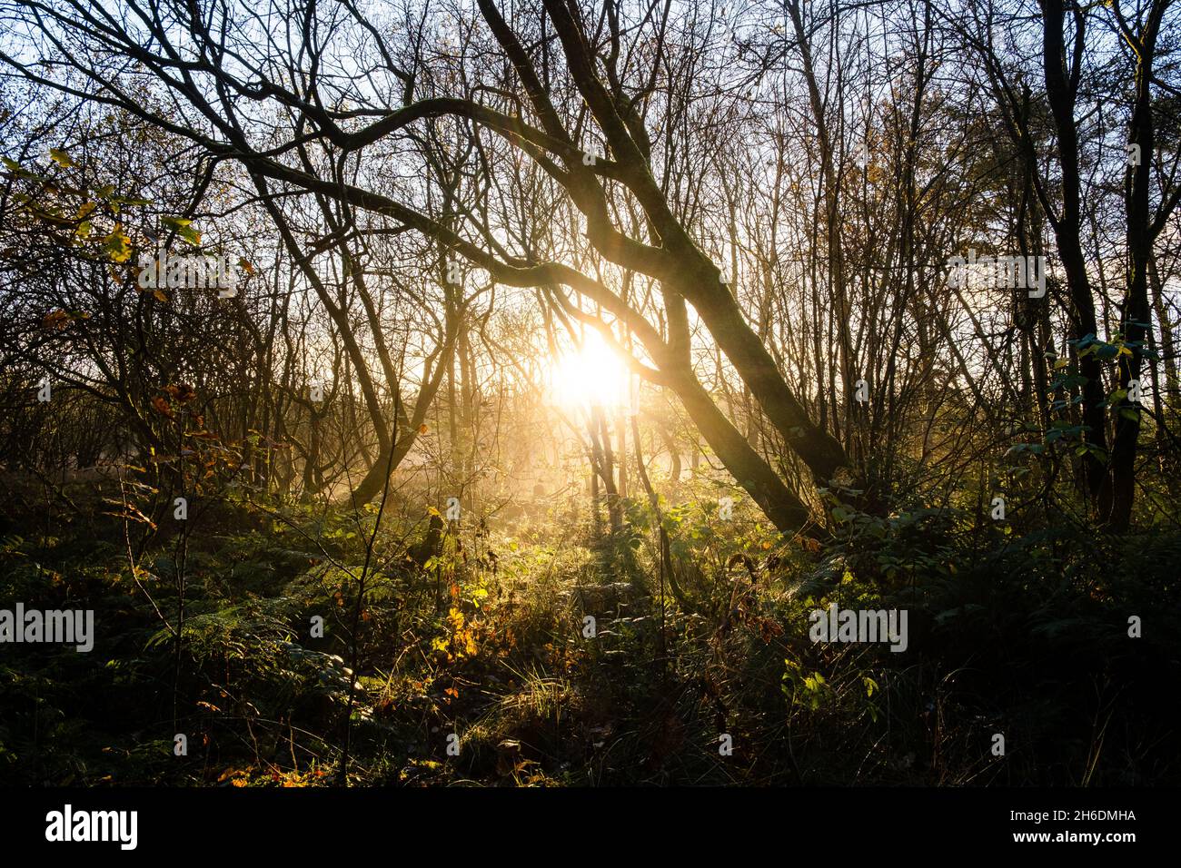 La natura a Eskrigg con l'atmosfera moody illuminazione libro coprire gli alberi materiali e l'erba con luce solare dorata Foto Stock