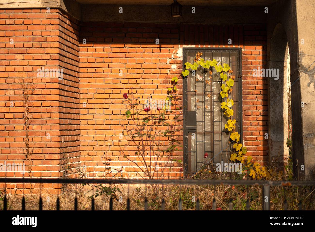 Casa abbandonata porta anteriore sorpresi da foglie di vite autunnali. Foto Stock