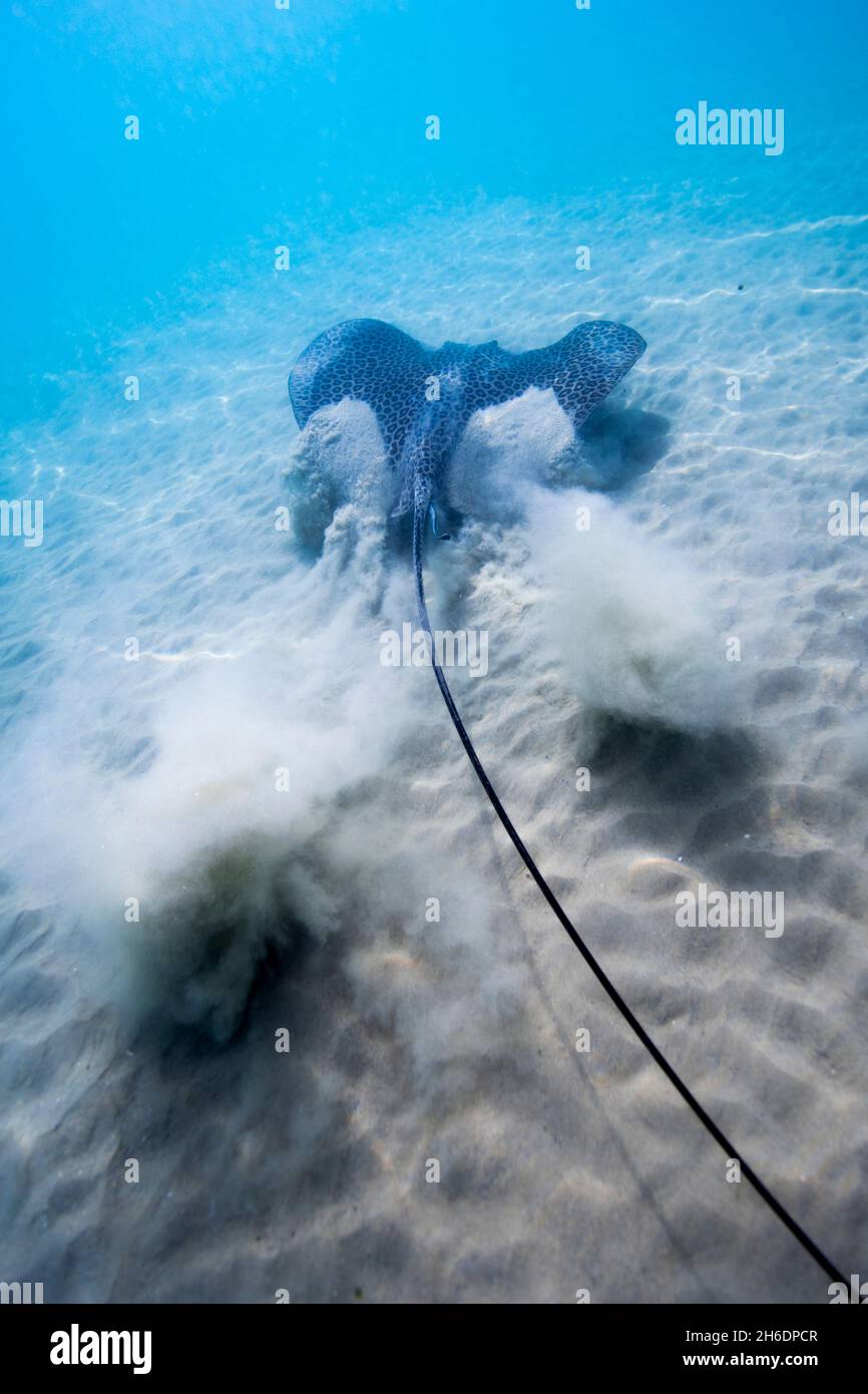 Nido stingray (Himantura uarnak) sul fondale. Fotografato nel Mare Mediterraneo, Hadera, Israele Foto Stock