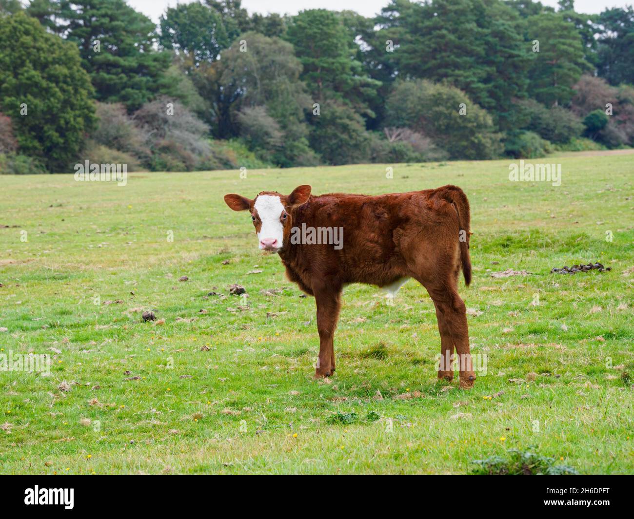 Giovani vitelli che vagano gratuitamente nella New Forest, Hampshire, Regno Unito Foto Stock