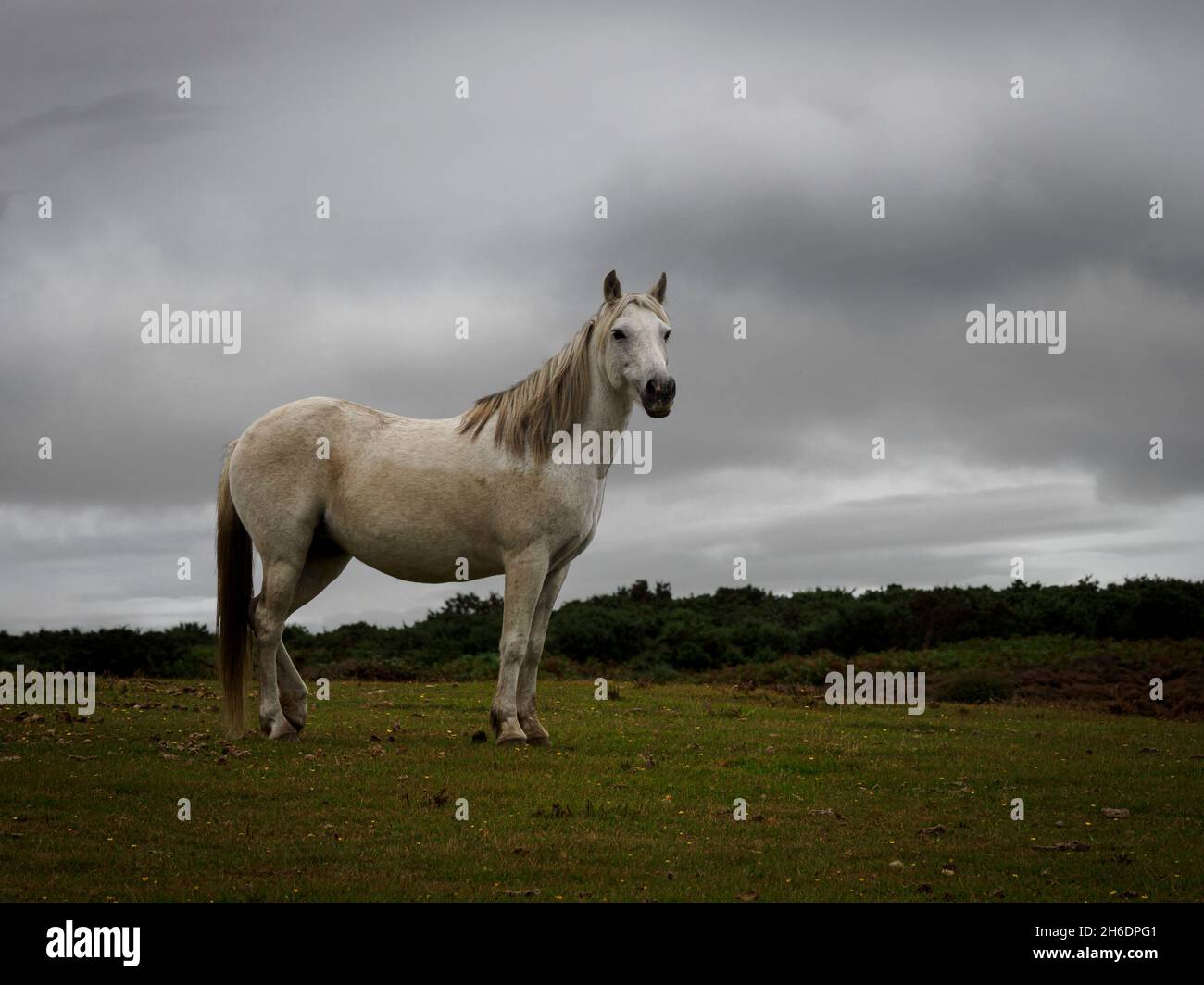 Majestic White New Forest Pony, The New Forest, Hampshire, Regno Unito Foto Stock