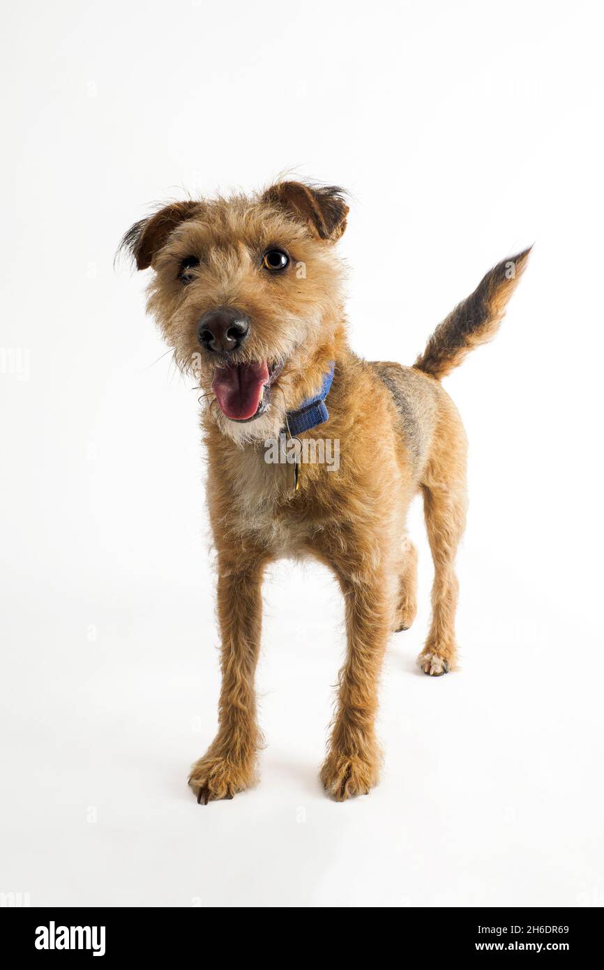 Filo capelli Jack Russell attraversare il confine Terrier su sfondo bianco, Regno Unito Foto Stock