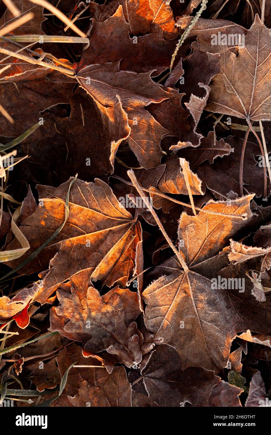 Caduta foglie marrone autunno con gelo e luce del sole di mattina presto Foto Stock