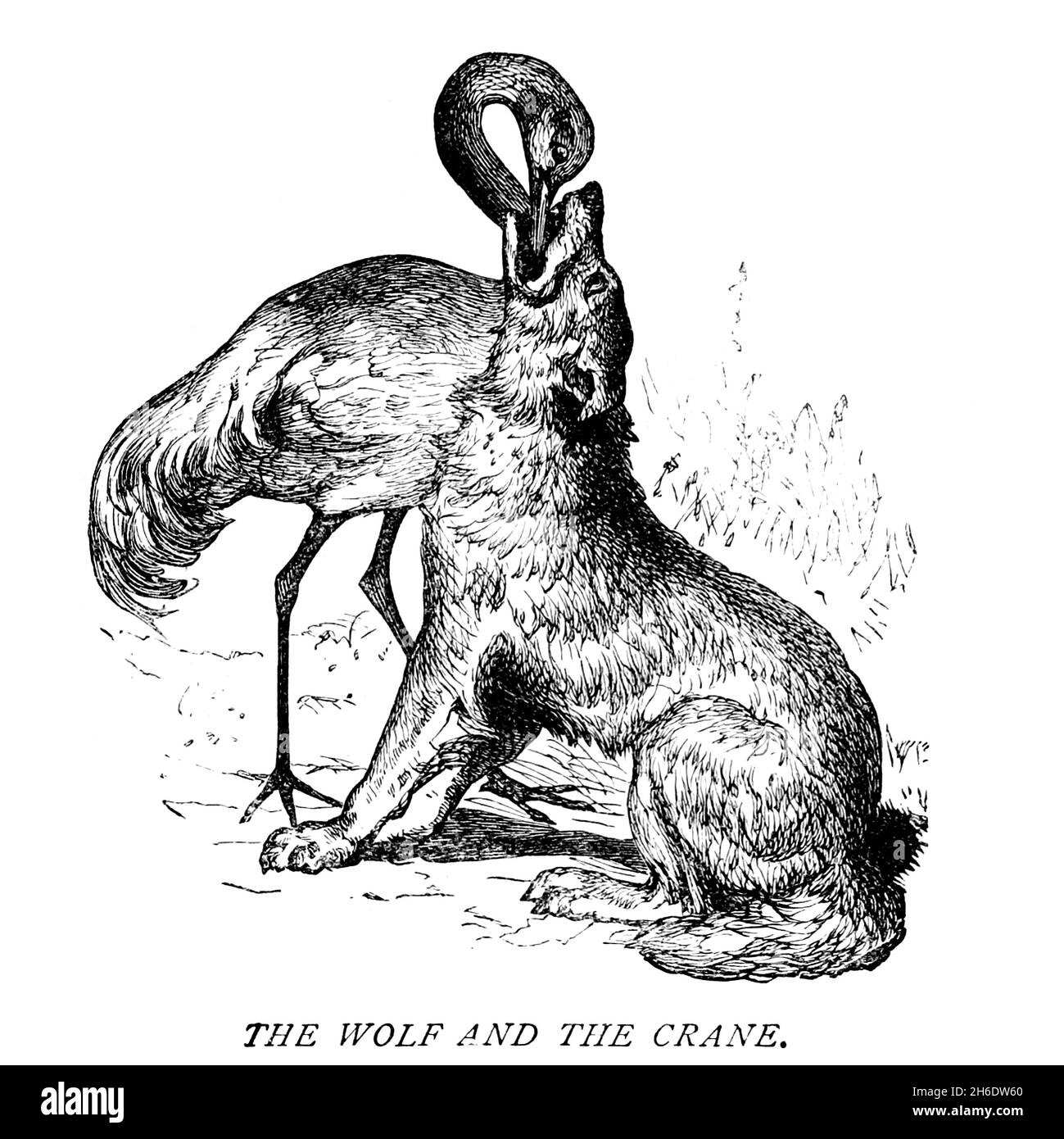 Le favole di Aesop: La volpe e la gru Foto Stock