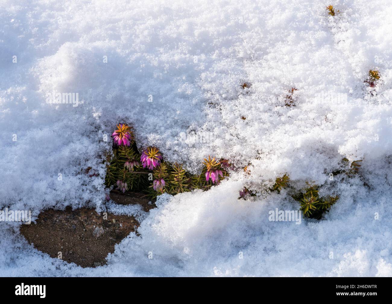 Fiori di erica che crescono attraverso sciogliendo la neve in un giardino domestico. Foto Stock