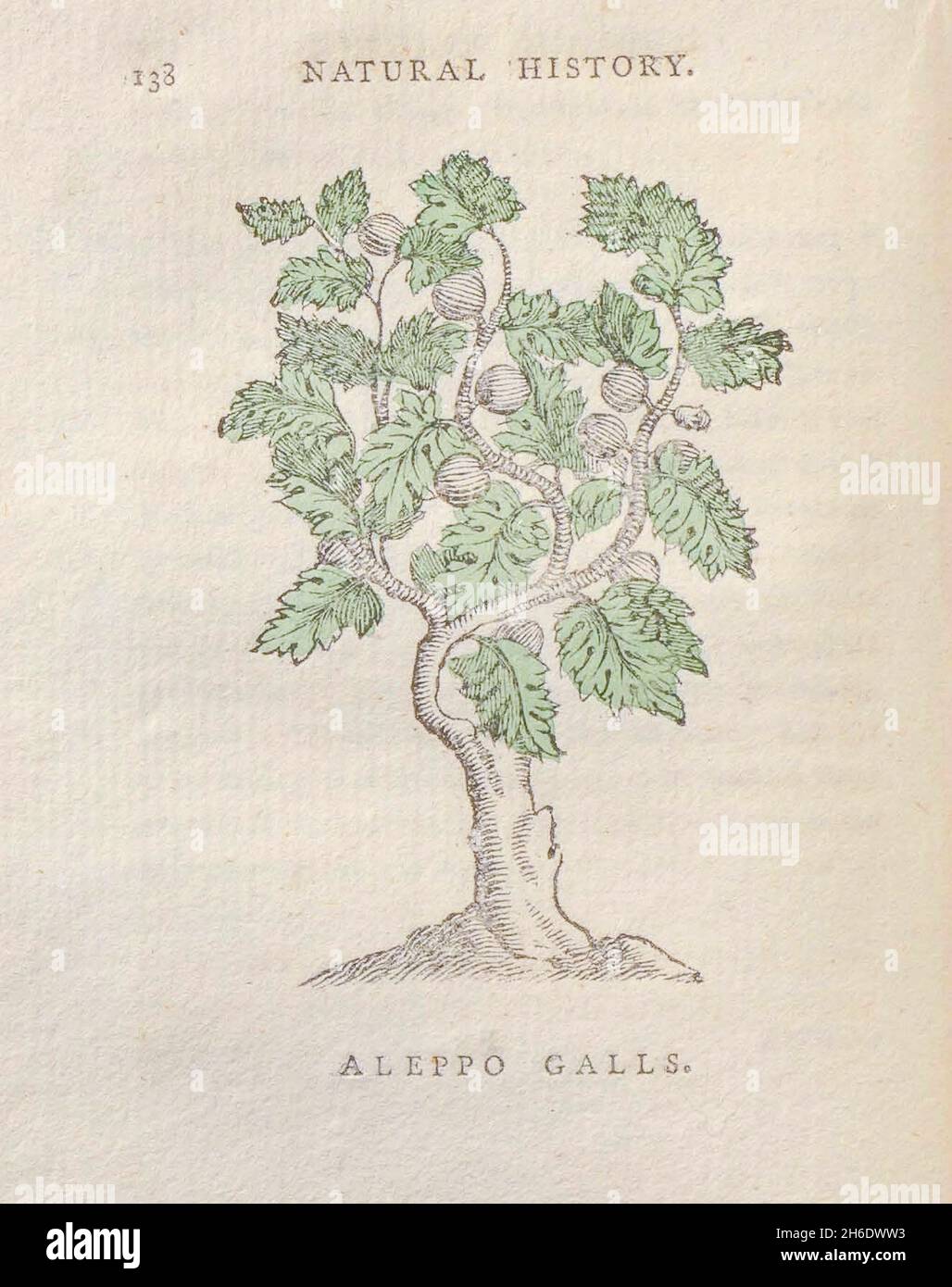 Aleppo Galls dal libro 'le bellezze della creazione ', o, un nuovo sistema morale di storia naturale : in cinque volumi: Costituito da quadrupedi, uccelli, pesci e rettili, alberi e fiori, &c. &c. v.5 alberi stampati a Londra da George Riley nel 1793 Foto Stock