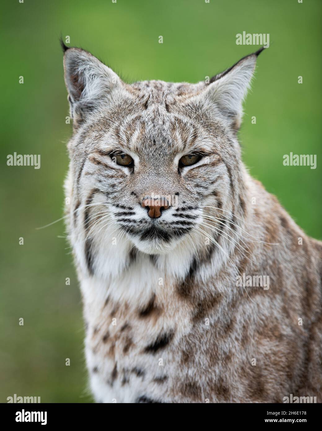 Ritratto di Bobcat closeup su sfondo verde Foto Stock