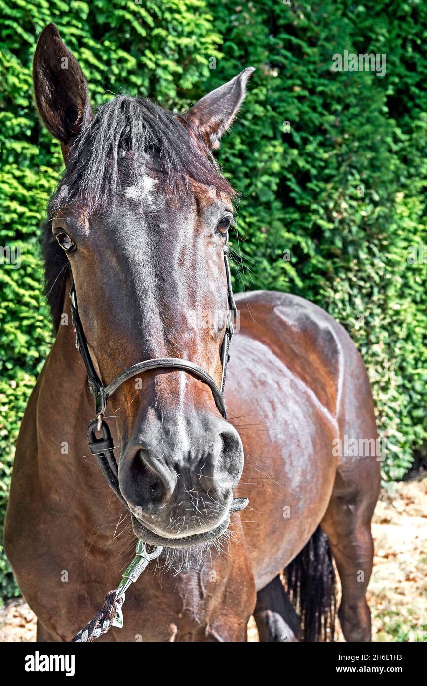 Pferd in Großaufnahme, cavallo in stretta fino Foto Stock