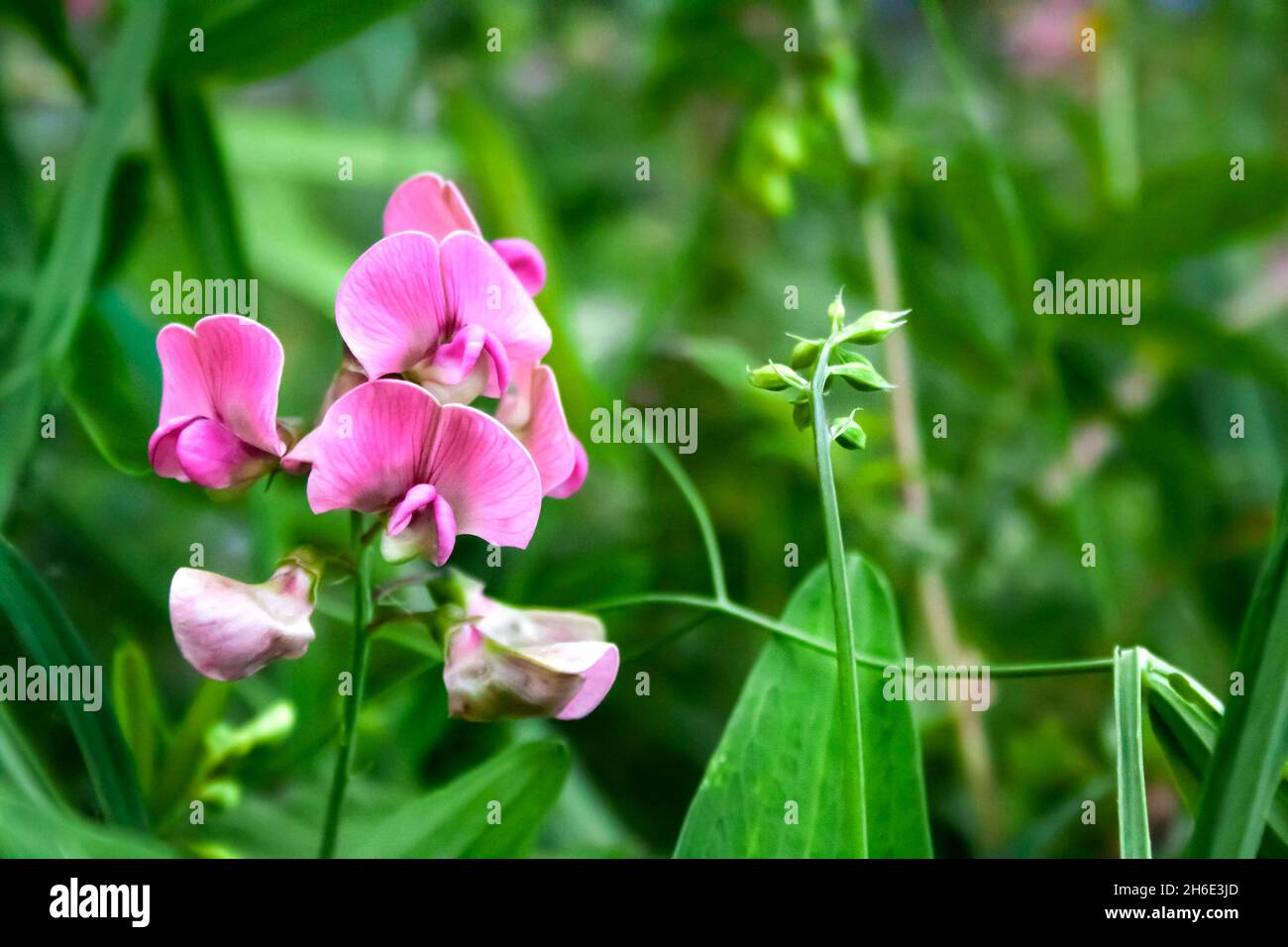 Lathyrus sylvestris, il pisello piatto o a stretta lasciava everlasting-pea fiori sul prato verde sullo sfondo Foto Stock