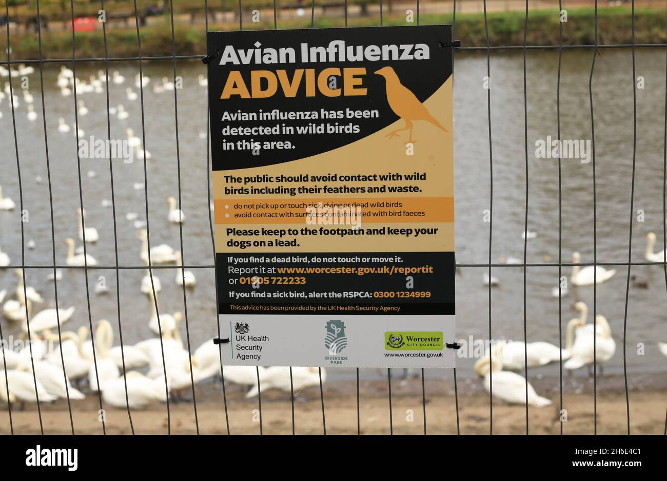 Segnale di avvertimento di influenza aviaria sul fiume Severn a Worcester, Inghilterra, Regno Unito. Foto Stock Segnale di avvertimento di influenza aviaria sul fiume Severn a Worcester, Inghilterra, Regno Unito. Foto Stock