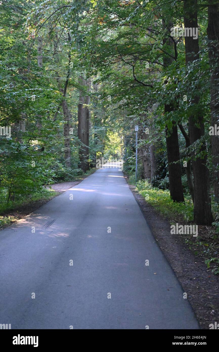 Piccola strada nel bosco Foto Stock