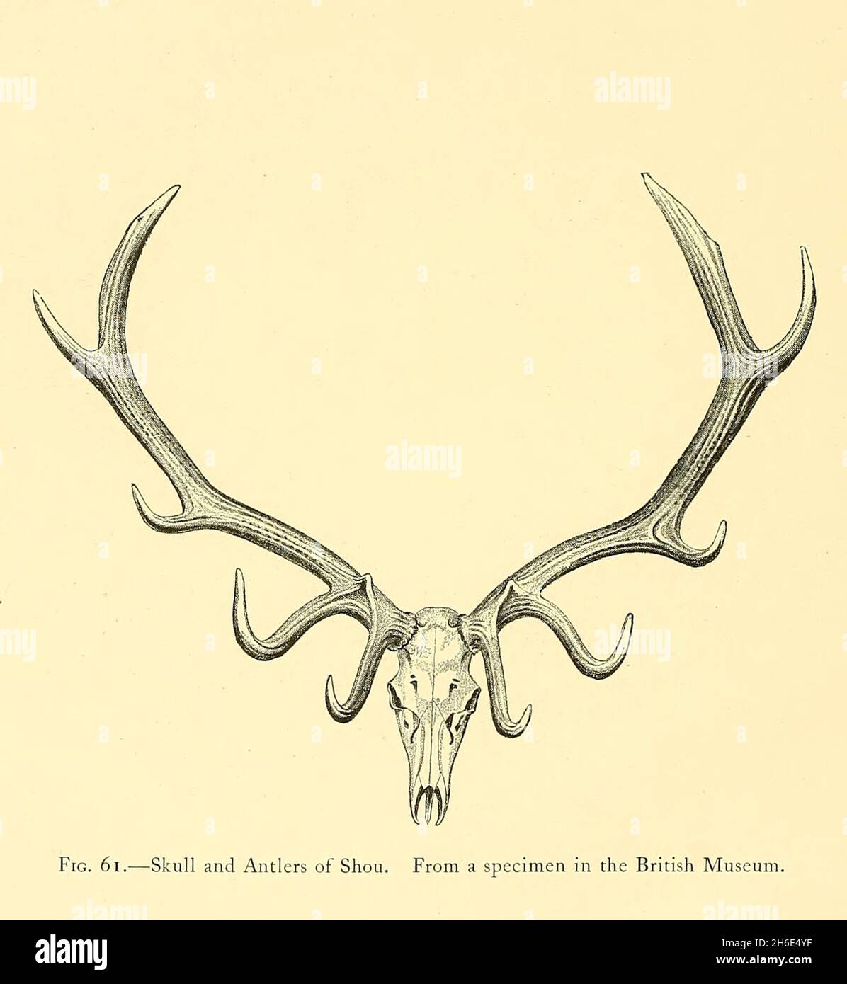 Cranio e Antlers di Shou. Dal libro " il grande e piccolo gioco di India, Birmania, & Tibet " di Richard Lydekker, pubblicato a Londra da R. Ward nel 1900 Foto Stock