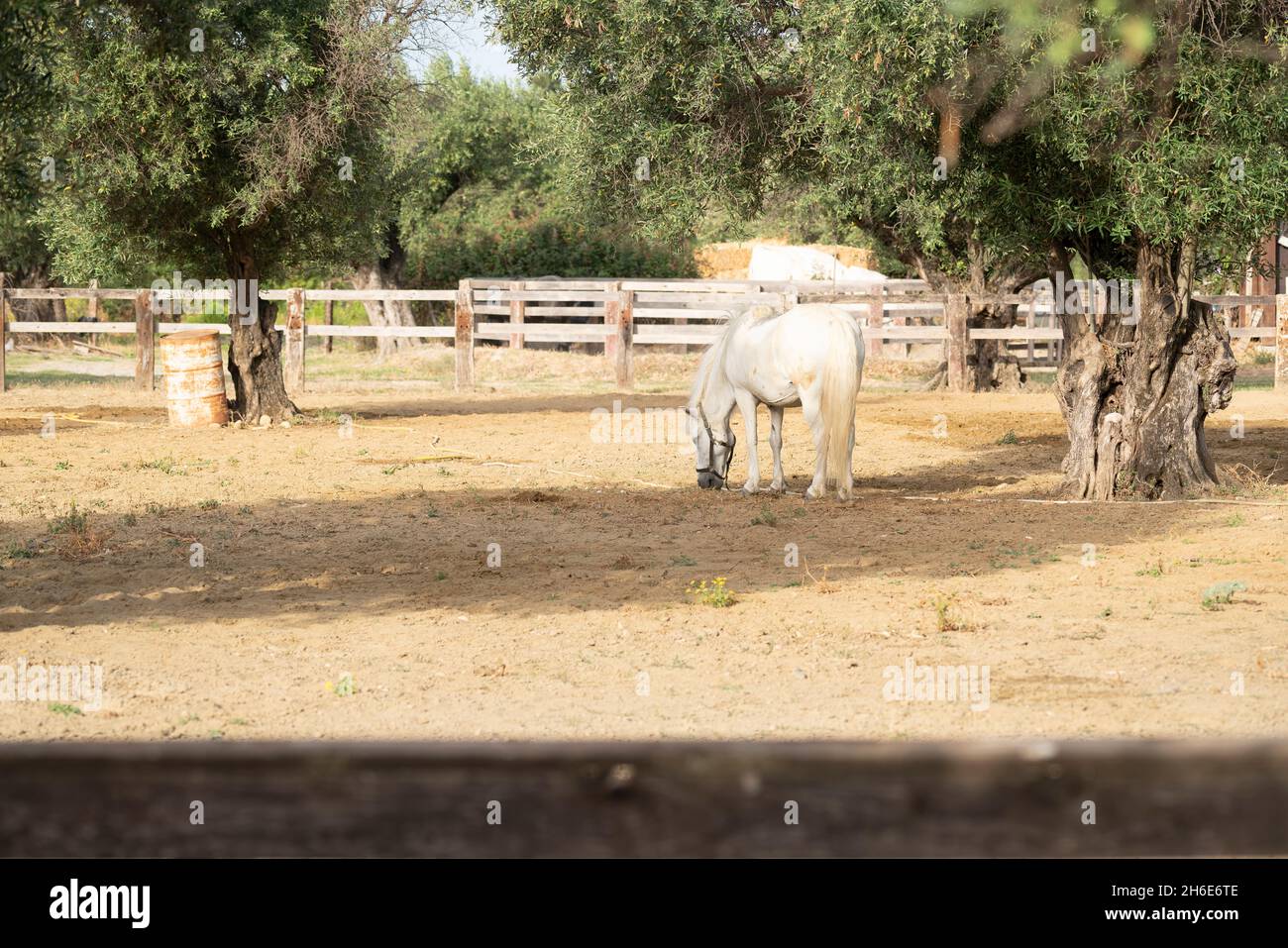Cavallo bianco in un Corral al ranch Foto Stock