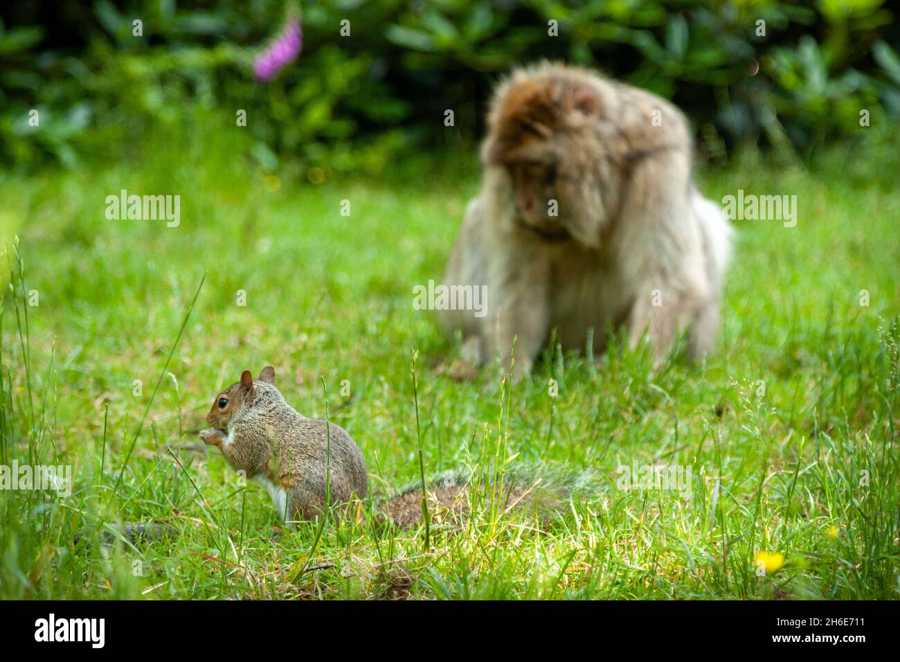 BARBARY MACAQUE MONKEY E SCOIATTOLO INSIEME Foto Stock