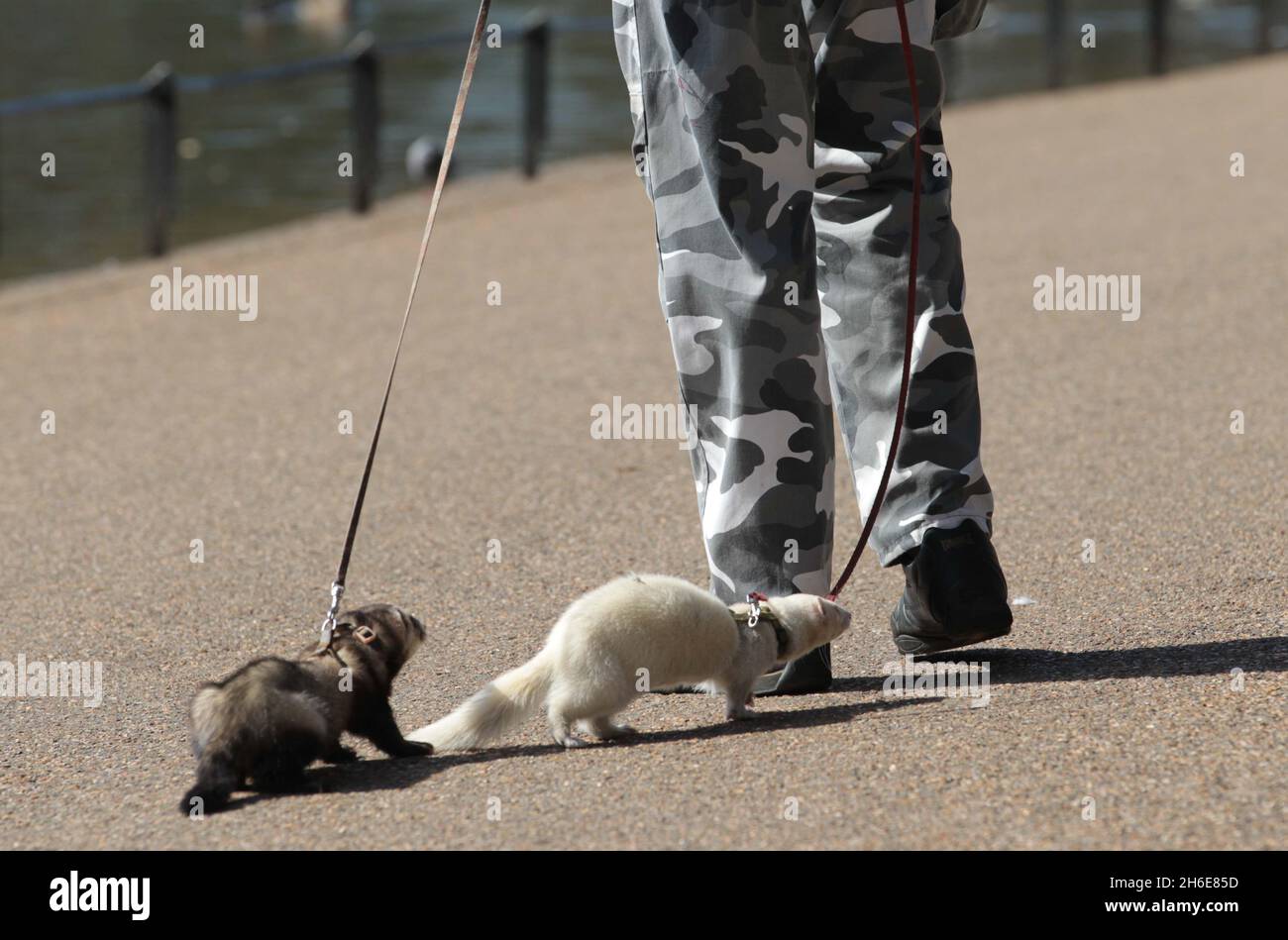 Un uomo prende i suoi furetti animali per una passeggiata nel Sunshine nel parco di St James nel centro di Londra oggi, quando le temperature sono destinate a colpire 21 celsius nella capitale. Foto Stock