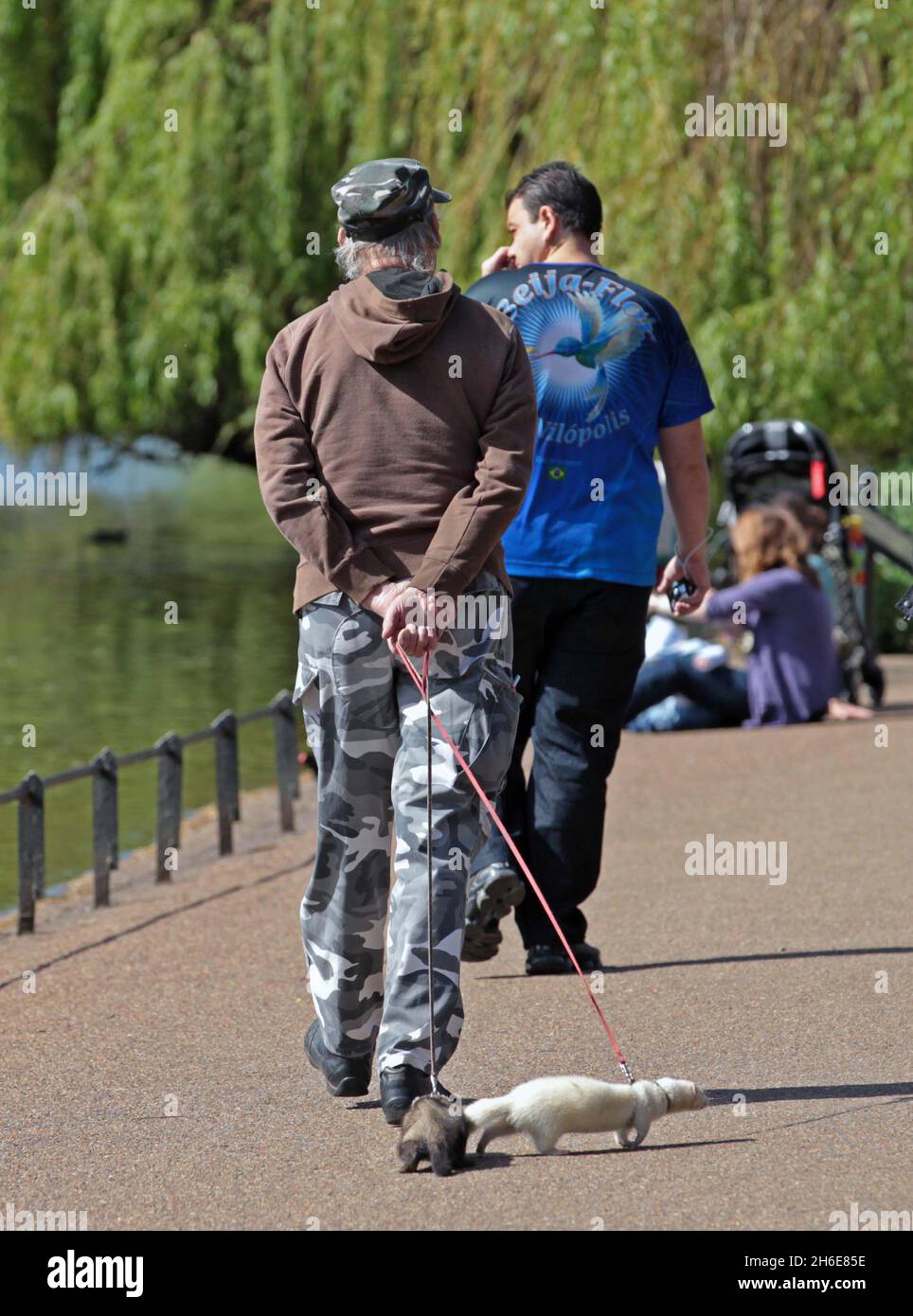 Un uomo prende i suoi furetti animali per una passeggiata nel Sunshine nel parco di St James nel centro di Londra oggi, quando le temperature sono destinate a colpire 21 celsius nella capitale. Foto Stock