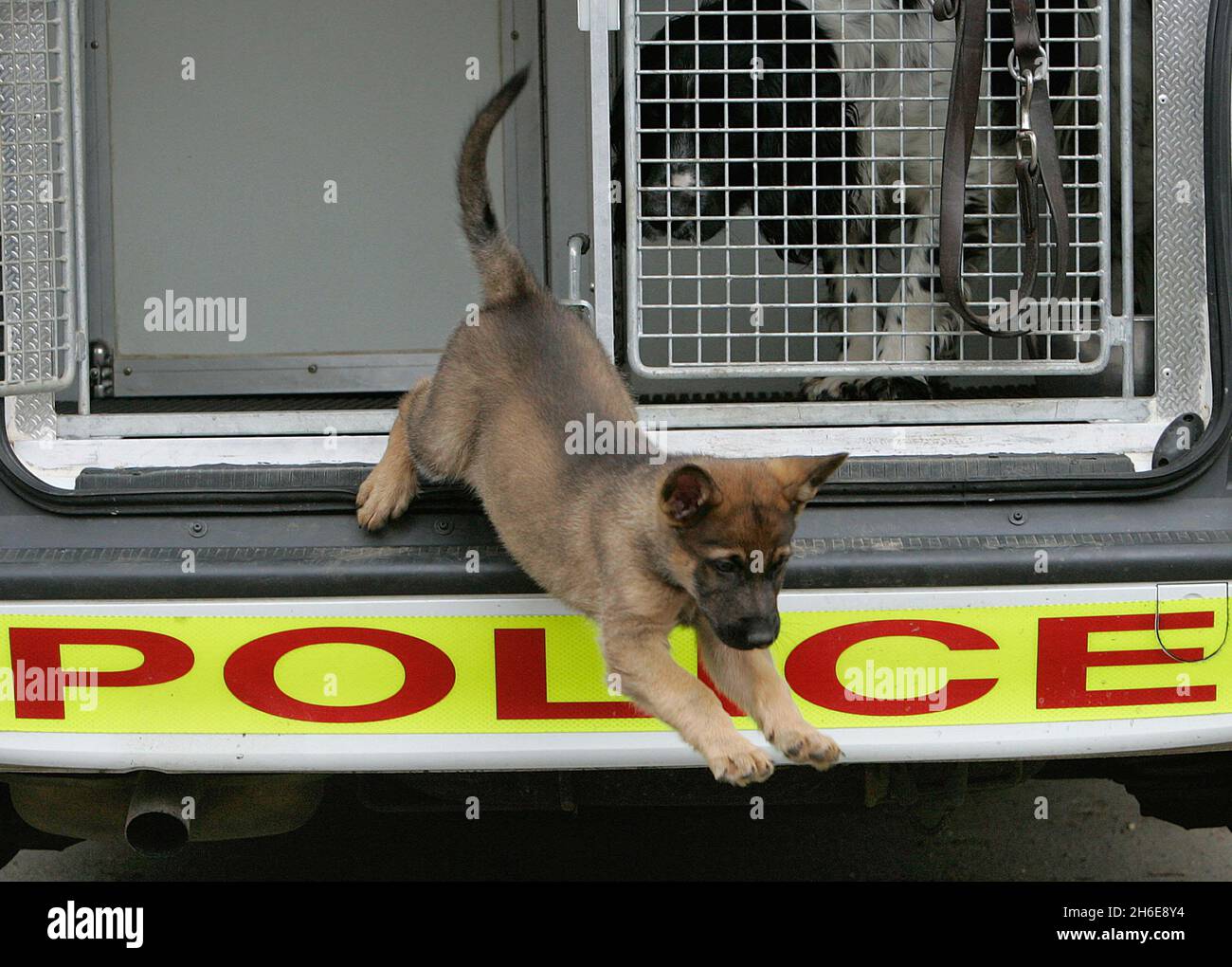 Immagine file di un cucciolo di polizia alsaziano. Un'indagine è in corso  dopo che due cani di polizia sono morti dopo che sono stati lasciati  all'interno di una macchina calda al centro