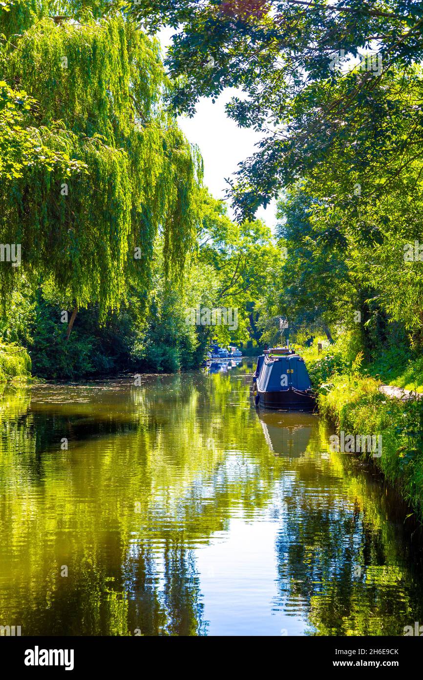 Lussureggianti alberi verdi e case galleggianti che ormeggiano lungo la stort del fiume a Sawbridgeworth, Hertfordshire, Regno Unito Foto Stock