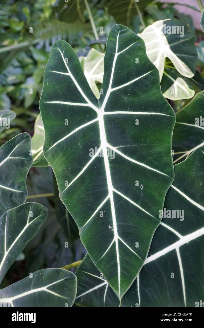 Bella verde scuro e foglie vellutate di Alocasia Frydek Foto Stock