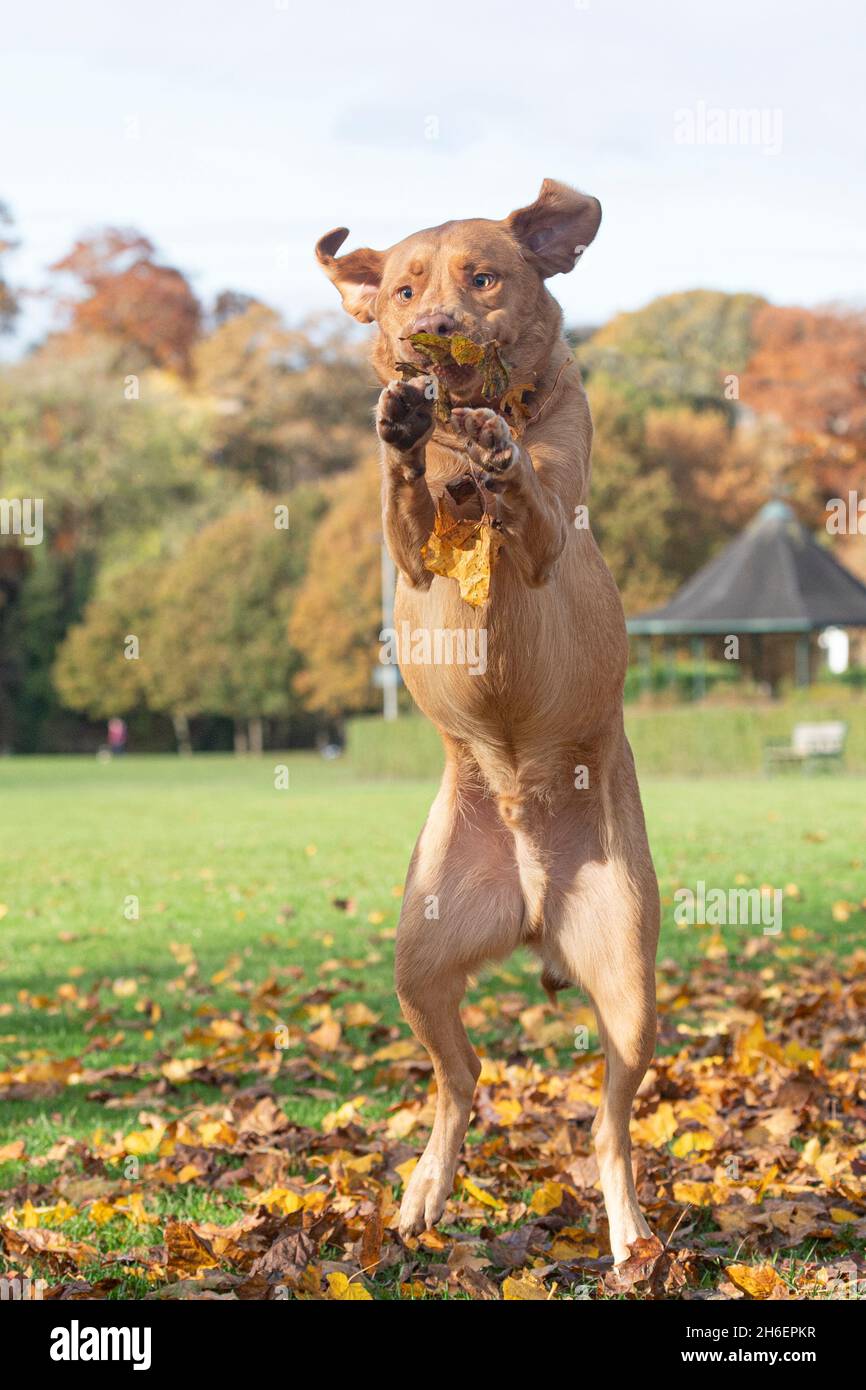 fox rosso Labrador Retriever giocare in autunno foglie Foto Stock