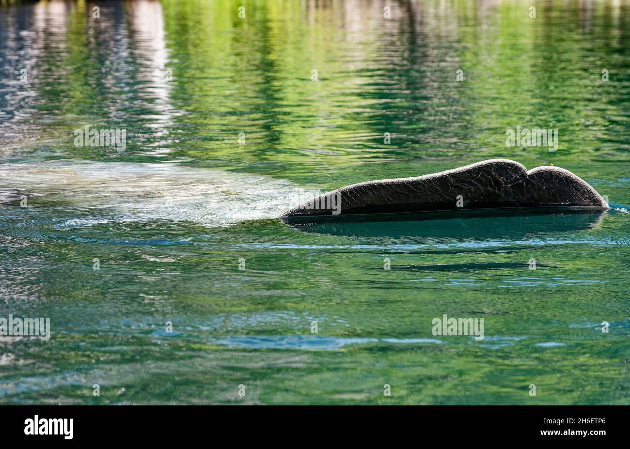 West Indian manatee nuoto; coda sopra acqua, grande animale acquatico; mammifero marino; fauna selvatica, Trichechus Manatus; Silver Springs state Park, Florida, Foto Stock