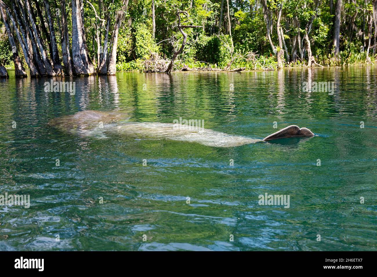 2 manatee dell'India occidentale che nuotano; alla superficie dell'acqua, coda visibile, grande animale acquatico; mammifero marino; fauna selvatica, Trichechus manatus; Silver Springs Foto Stock