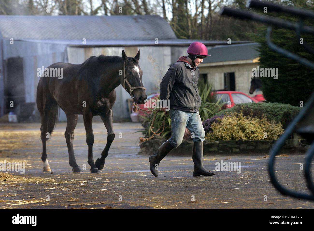 Il Morris mouse ha addestrato 2006 totesport Cheltenham Gold Cup vincitore Guerra di attrito fotografato dieci giorni fa con un ragazzo stalla, nella sua casa a Fethard Co Tipperary, Irlanda. Foto Stock