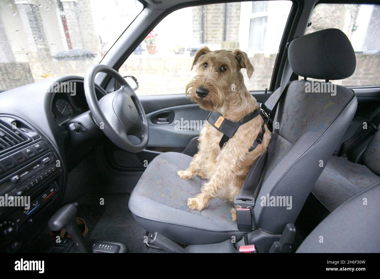 Un cane che indossa un cablaggio cintura di sicurezza RAC. Le cinture di  sicurezza appositamente progettate devono essere utilizzate per fissare gli  animali domestici durante i viaggi in auto per evitare che