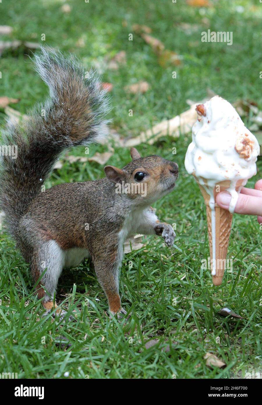 Uno scoiattolo sguazzato prende un cazzo dal gelato di un turista a St James Park, Londra. Foto Stock