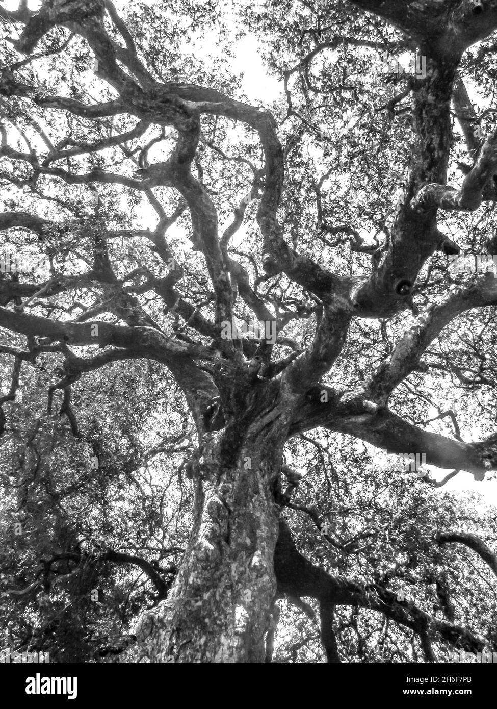 Guardando verso i rami di un grande albero di Marula, Sclerocarya birrea, in bianco e nero, nel Parco Nazionale di Kruger, Sudafrica Foto Stock