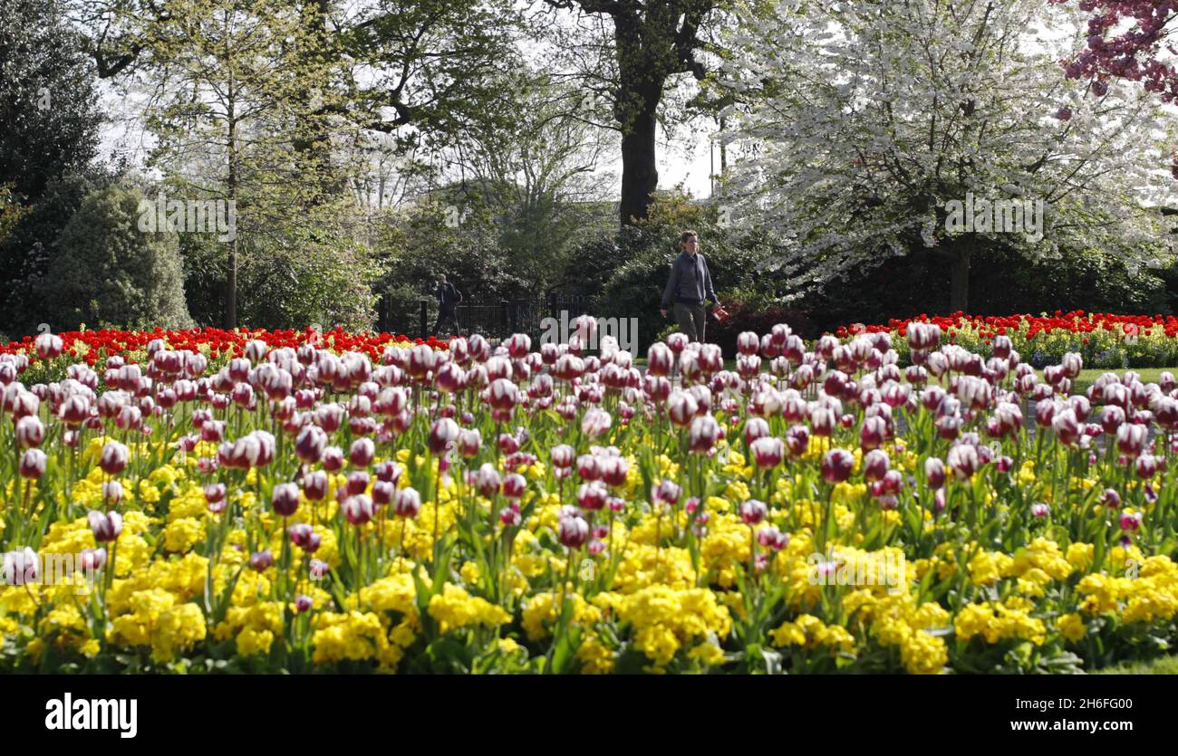 Fiorisce in pieno fiore a Greenwich Park, Londra, mentre il Regno Unito continua a godere di un incantesimo di tempo caldo. Foto Stock