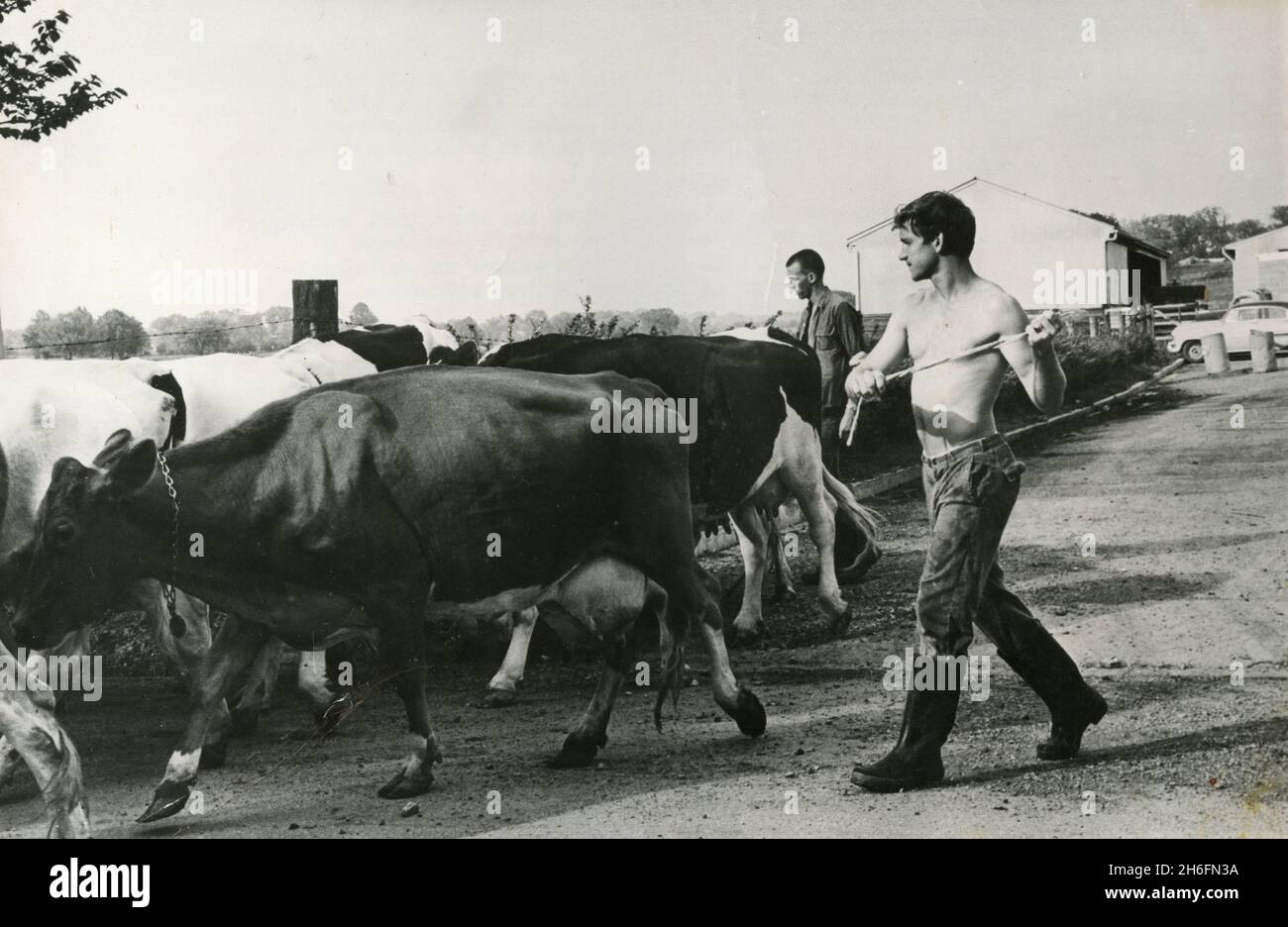 Studenti che lavorano con le mucche al Berea College, Kentucky, USA 1962 Foto Stock