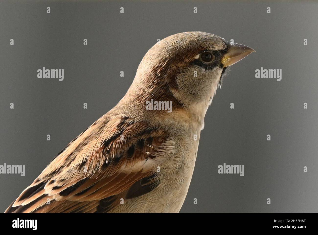 Berlino, Germania. 9 ottobre 2021. Un passero siede su un muro con il suo becco chiuso. Credit: Soeren Stache/dpa-Zentralbild/ZB/dpa/Alamy Live News Foto Stock