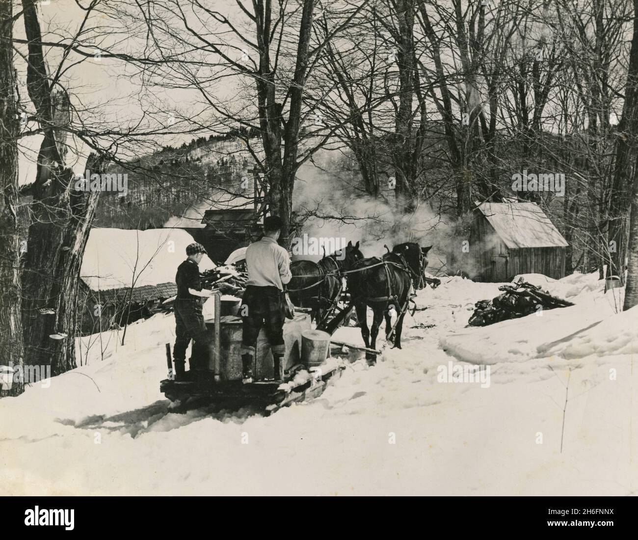 Slitta trainata da cavalli riempita con la linfa di acero zucchero, Vermont, USA 1956 Foto Stock