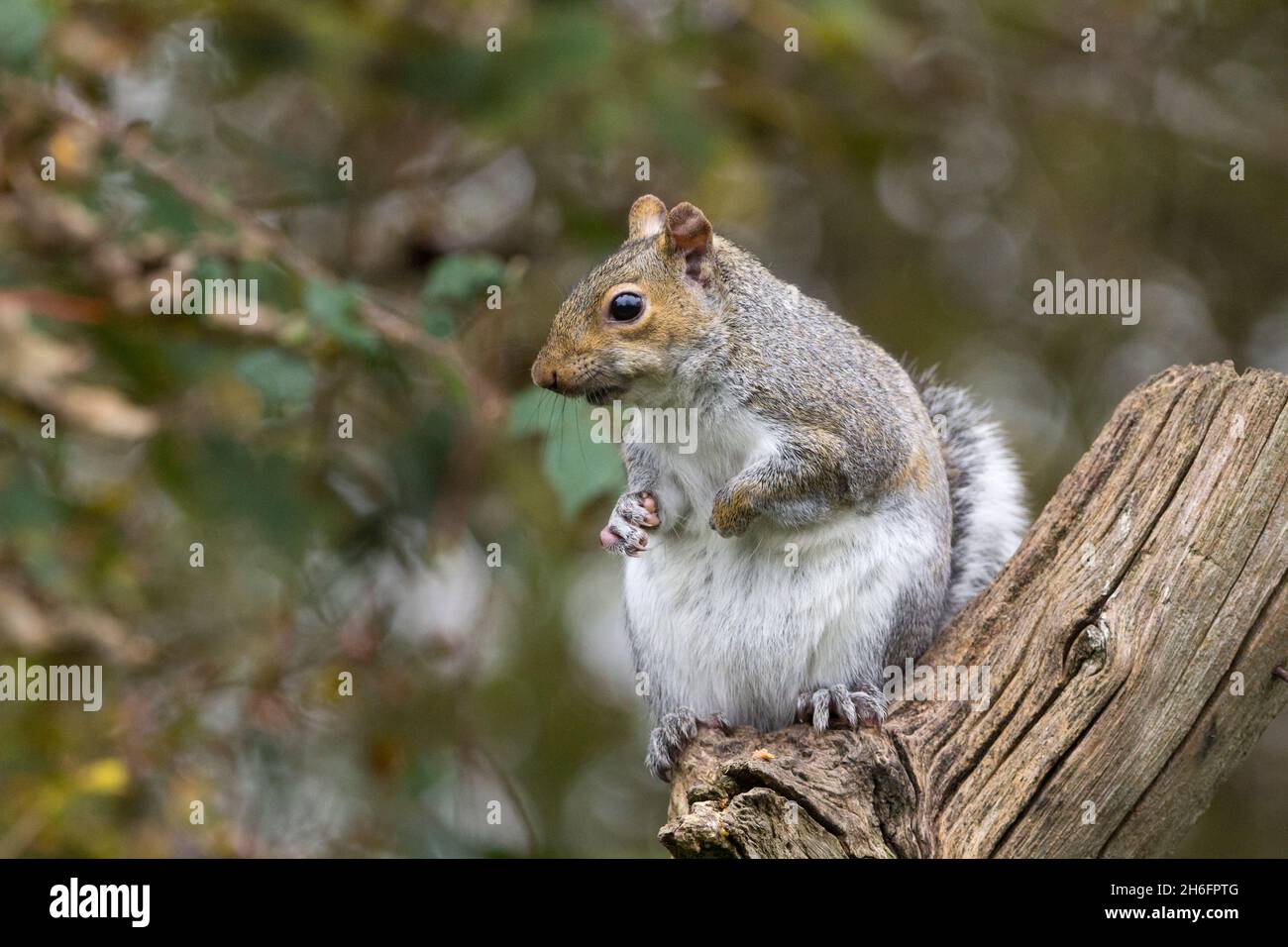 Grigio scoiattolo (Sciurus carolinensis) su ramo morto vicino agli alimentatori di semi pelliccia grigia con lato inferiore bianco e alcune aree marrone rosso ha una coda folta Foto Stock