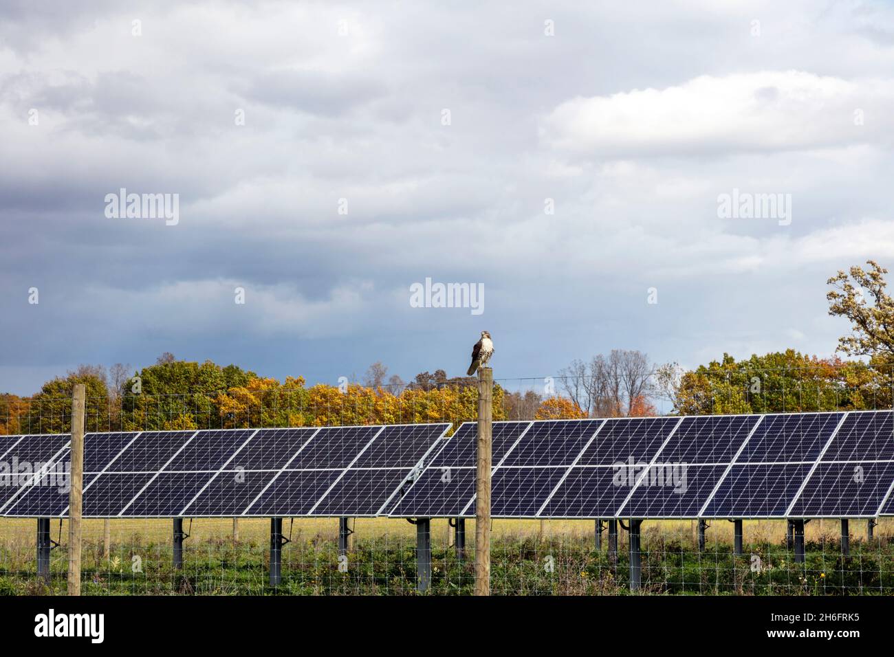 Hawk a coda rossa sulla recinzione vicino Solar Farm, Mid-Michigan, USA, di James D Coppinger/Dembinsky Photo Assoc Foto Stock