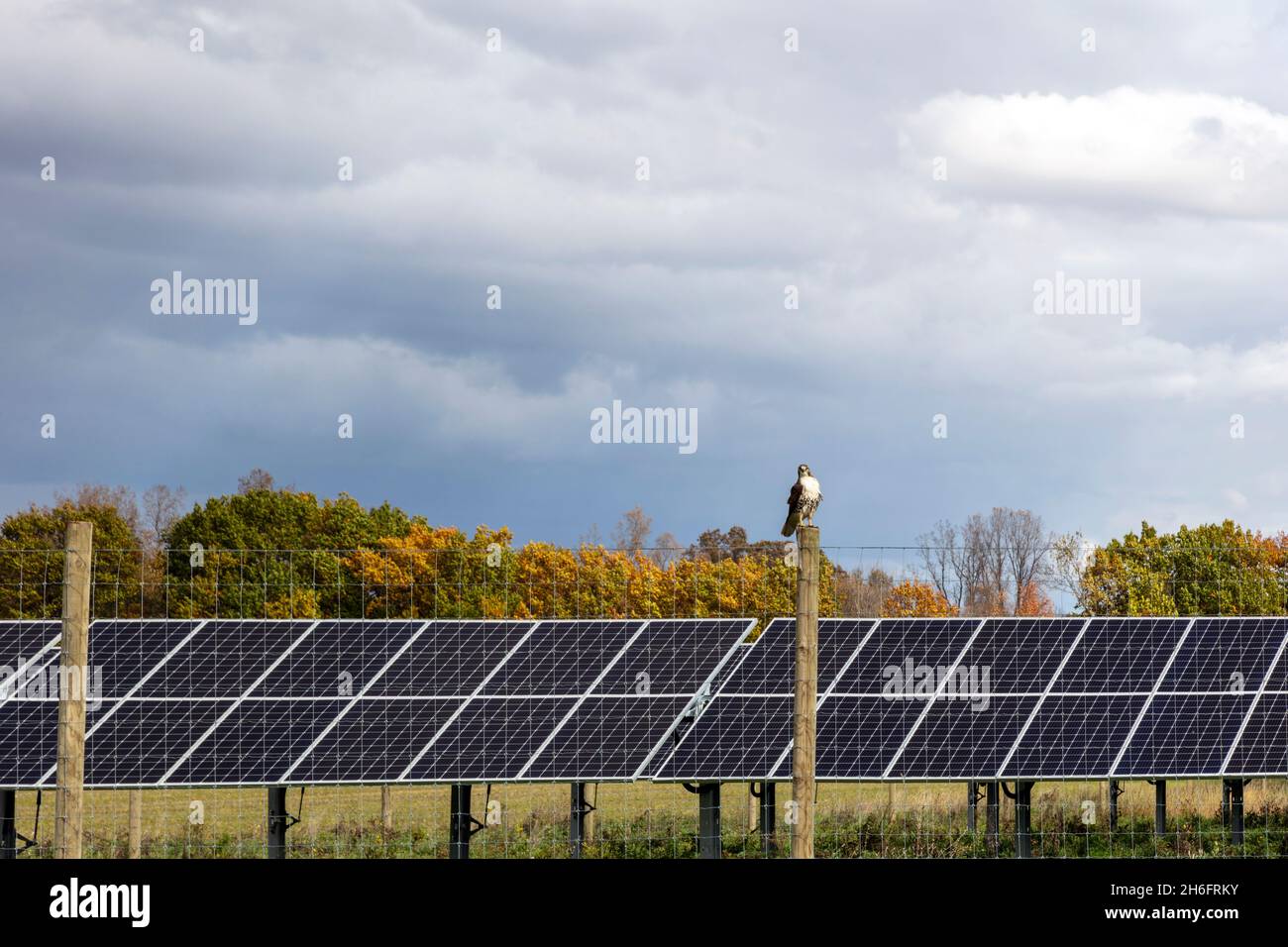 Hawk a coda rossa sulla recinzione vicino Solar Farm, Mid-Michigan, USA, di James D Coppinger/Dembinsky Photo Assoc Foto Stock