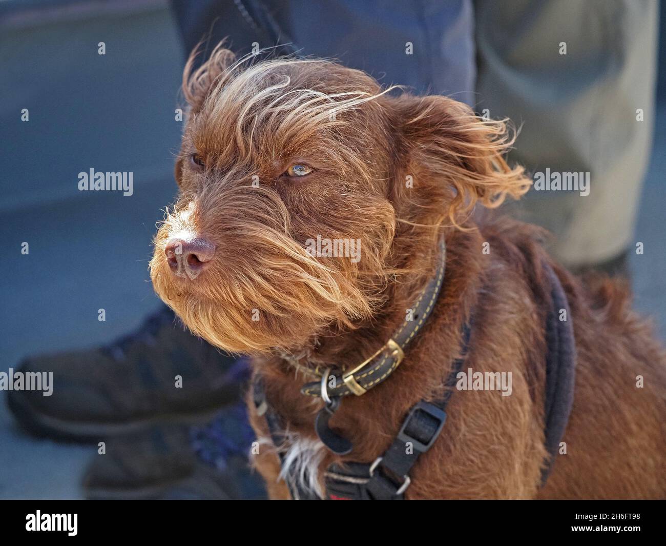 Bright-eyed windswept marrone terrier cane con i capelli dorati lunghi del viso seduti lealmente ai piedi del suo padrone Orkney, Scozia, Regno Unito Foto Stock