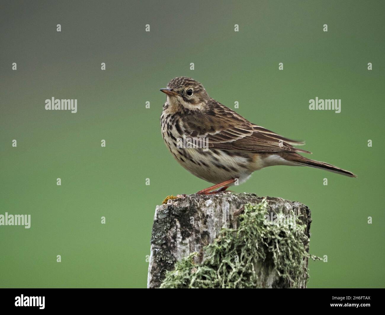 Profilo ritratto di alert Meadow Pipit - Mippit- (Anthus pratensis) arroccato su vecchio fencepost con lichen su Mainland, Orkney, Scozia, UK Foto Stock