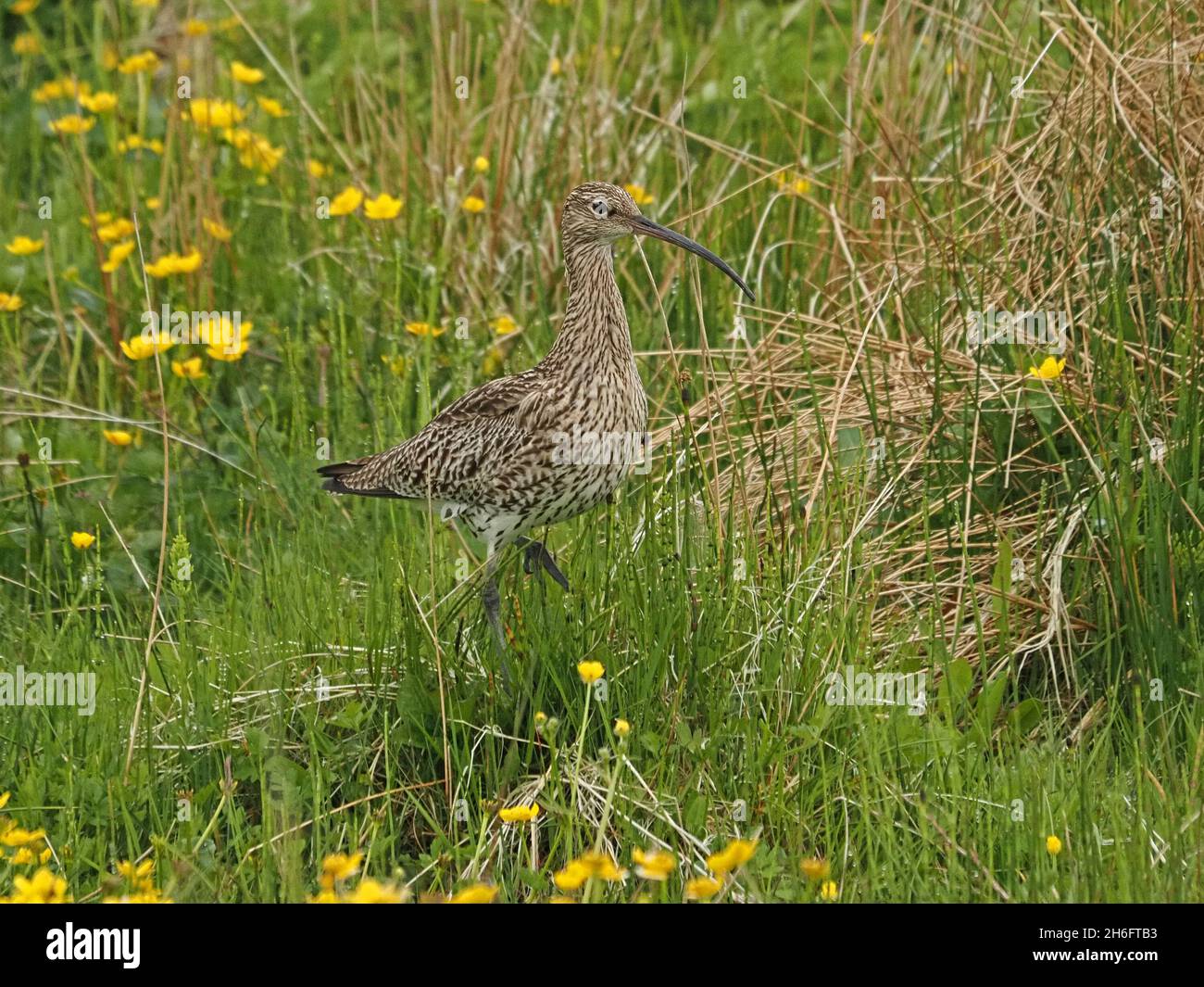 Curlew Eurasiano (Numenius arquata) con piumaggio striato in fitta prateria di rush con fiori gialli di tazzina di farfalle - Mainland, Orkney, Scozia, UK Foto Stock